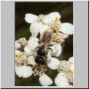 Lindenius albilabris - Grabwespe m01 6mm.jpg